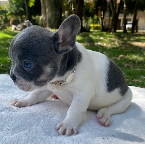 Bulldog Francés Hembra Pied Blue And Tan 