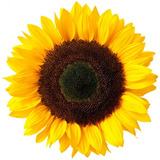 Semillas Girasol Flores . Entrega Ya!