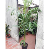 Planta Palmera Seafortia Seaphortia Elegans  