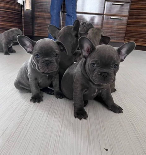 Hermosos  Bulldog Francés Blue 