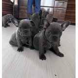 Hermosos  Bulldog Francés Blue 