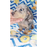 Cachorros Salchita Dachshund Arlequin Blue 