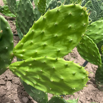25 Pencas Semilla Para Plantar Nopal Verdura Var. Esmeralda