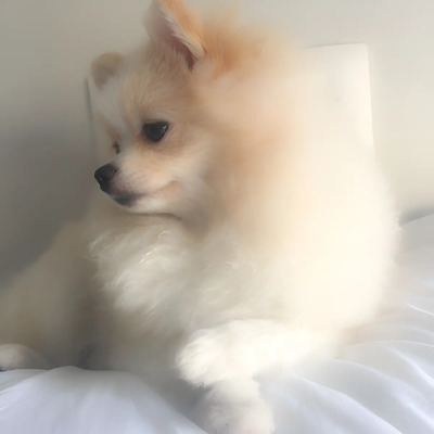 Pomerania Machos | Meses sin interés