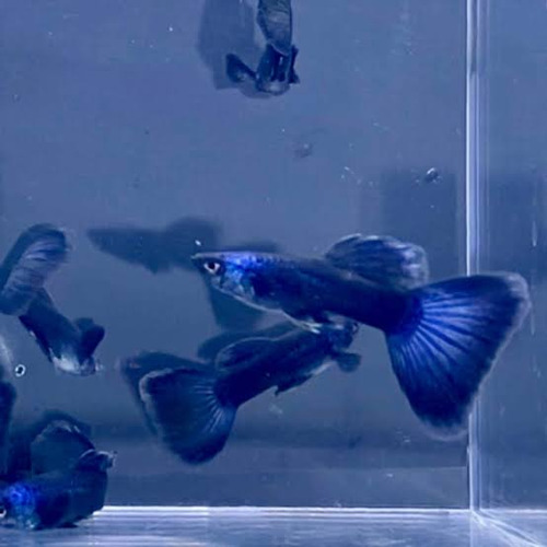 Guppy Moscow Blue (casal)