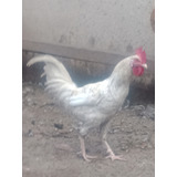 Gallo Criollo