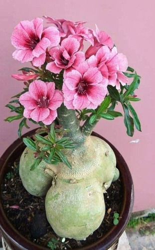  Adenium Rosa Del Desierto Elefante