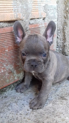 Cachorros Bulldog Francés Blue