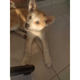 Lindíssimo Filhote Macho De Akita Inu Padrão Da Raça 