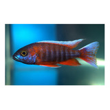 Peixe Ciclideo Africano Aulonocara Eureka Macho 8cm