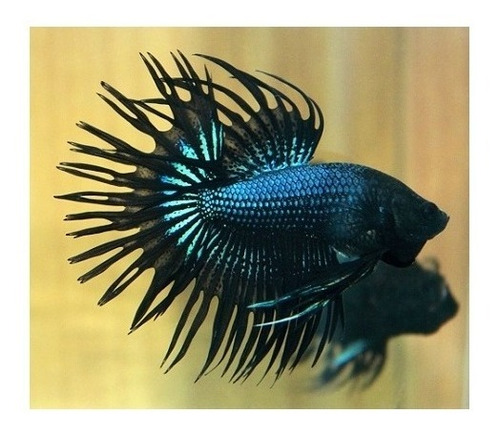 Pacote Peixe Betta Crown 15 Unidades - Macho - Agua Doce