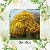 100 Semillas De Arbol Guayacan Amarillo