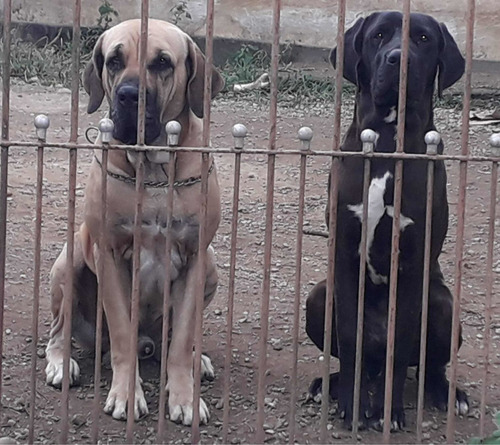 Fila Brasileiro Preto Filhotes Machos E Fêmeas