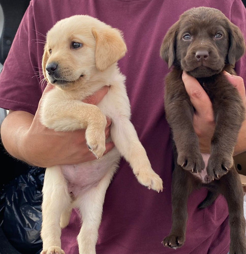 Labrador, Chocolate, Miel Y Negro, Hermosos Cachorros