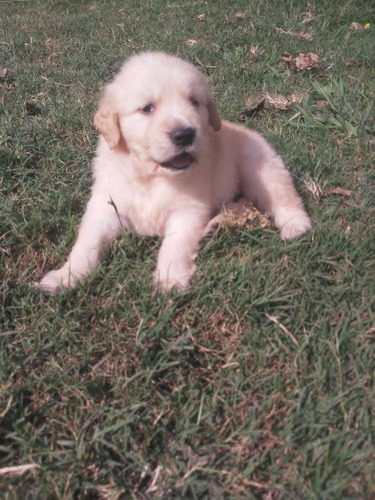 Cachorros Golden Super Lindos