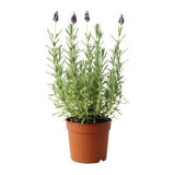 Lavanda Pack De 1 Planta