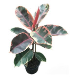 Ficus Elástica Ruby - Gomero Ruby. 