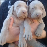 Weimaraner Hembra Reserva Criadero Indavera