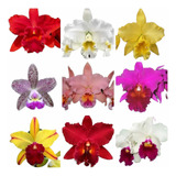 Kit 3 Orquídeas Cattleyas Adultas Já Florindo Promoção