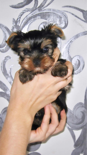 Yorkie Precio Yorkshire Terrier Yorky Mini Cali Medellin