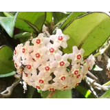Clepia Pequeña - Flor De Cera Planta Enredadera Colgante