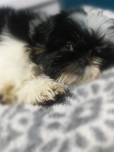 Cachorritas Shihtzu                                