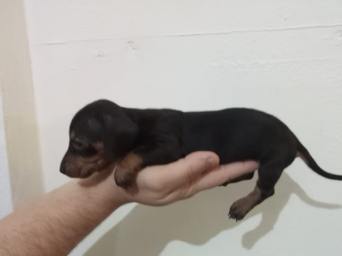 Dachshund Mini Salchicha Hembra Y Machos