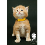 Filhote Maine Coon Com Pedigree