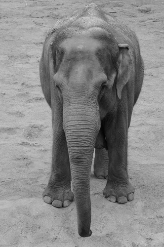 Vinilo Decorativo 20x30cm Elefantes Animal Salvaje M6