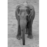 Vinilo Decorativo 50x75cm Elefantes Animal Salvaje M6