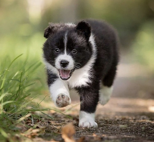 Border Collie Cachorros Unicos , Envio Bonificado !!!!!