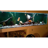 Acuario Completo Con Mueble!! 600 Litros!!! Oportunidad!!!!