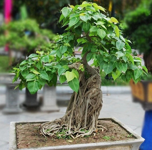 20 Sementes Bonsai Ficus Religiosa Arvore P/ Mudas 