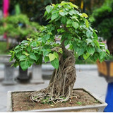 20 Sementes Bonsai Ficus Religiosa Arvore P/ Mudas 