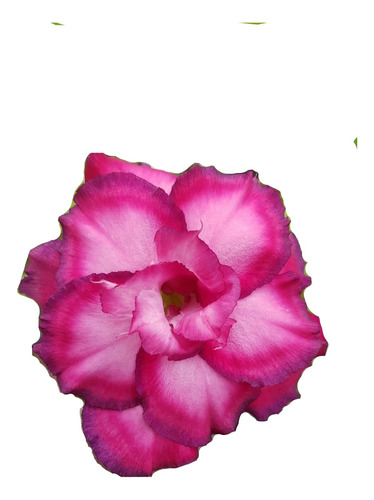 Rosa Do Deserto Mau Enxerto Adenium Dobrada Borda Azul Lilas