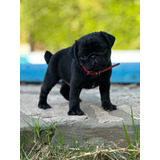 Pug Carlino Macho Negro 