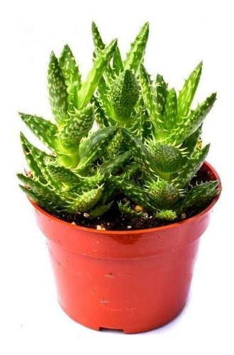 10 Suculentas  Aloe Juvenna   Diente De Cocodrilo  Esquejes