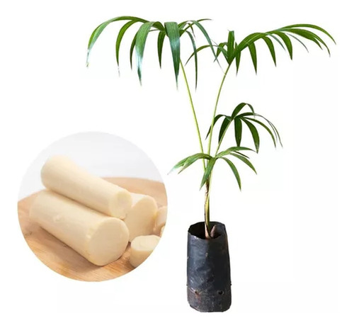 Muda De Palmeira/palmito Jussara Altura De 0,40 Cm A 0,80 Cm