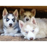 Husky Siberiano Femea