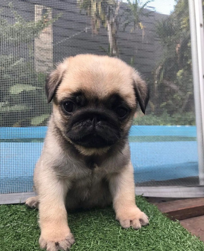 Pug Carlino Cachorros Pedegre De Lujo Fca Reserva