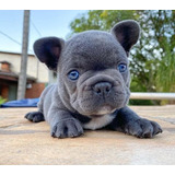 Bulldog Frances Blue Ojos Azules Intensity Puppiesarg