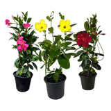 Kit 3 Mudas De Dipladenia  Amarela Vermelha E Rosa