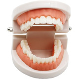 Modelo Arcada Dental - Estudio Y Enseñanza - Incluye Cepillo