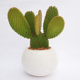 Maceta Esfera Con Cactus Opuntia Natural Ideal Para Regalo 
