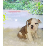 Hermoso Bulldog Ingles