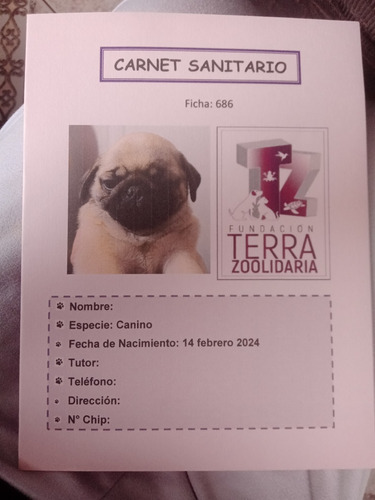 Vendo Perrita Pug Doguillo 