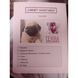 Vendo Perrita Pug Doguillo 