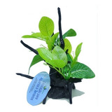 Wfish Enfeite Resina Tronco Plantas Wfp-006 16,5 X 16,5 X 22