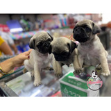 Espectaculares Cachorros Pug Mascotas Rionegro