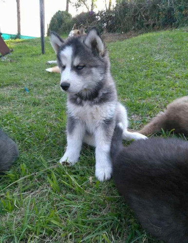 Lobo Siberiano Manto Negro Macho